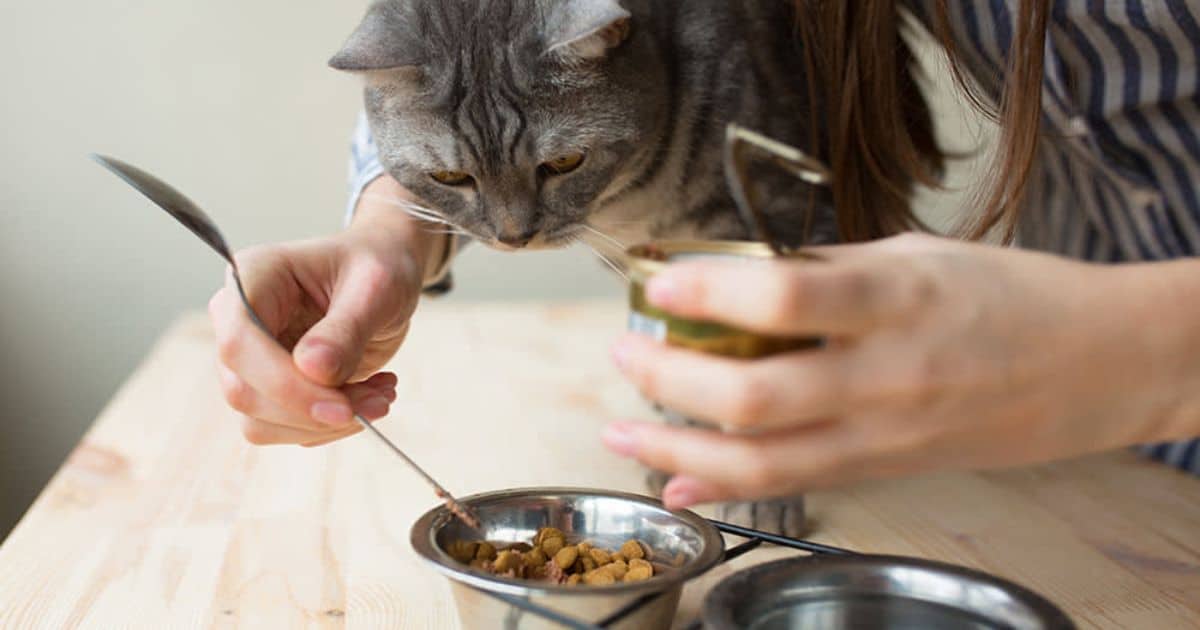 Is A High-Protein Diet Good For Cats