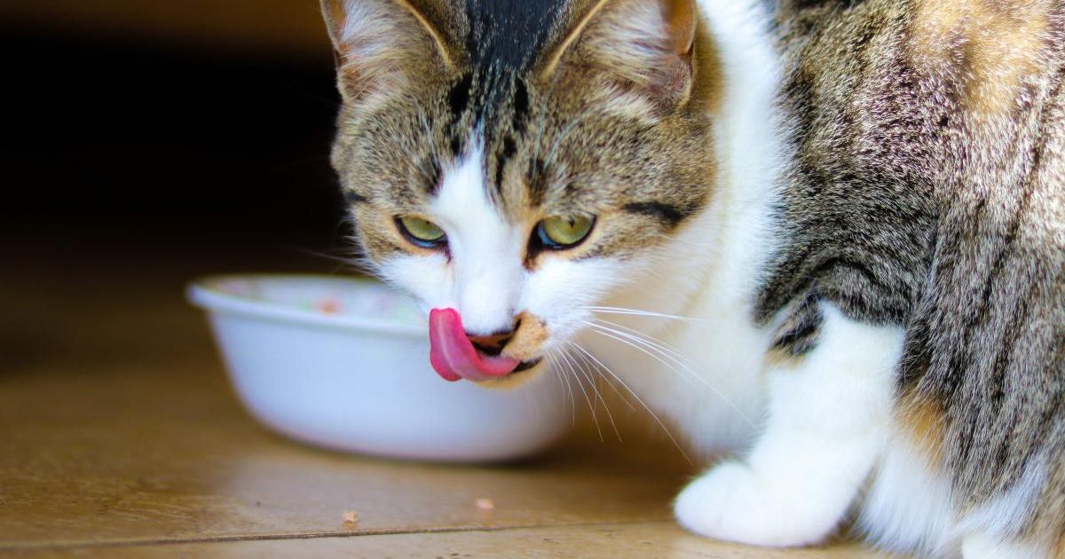What Is A Bland Diet For A Cat