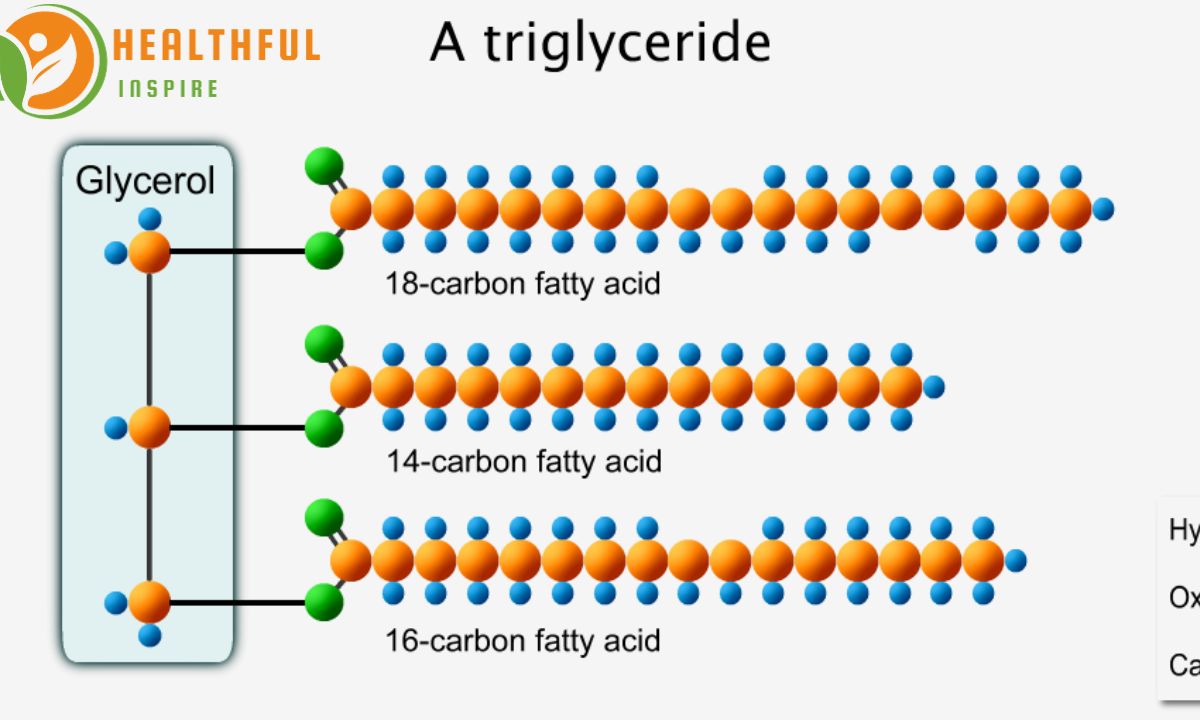 fibers-impact-on-triglyceride-levels