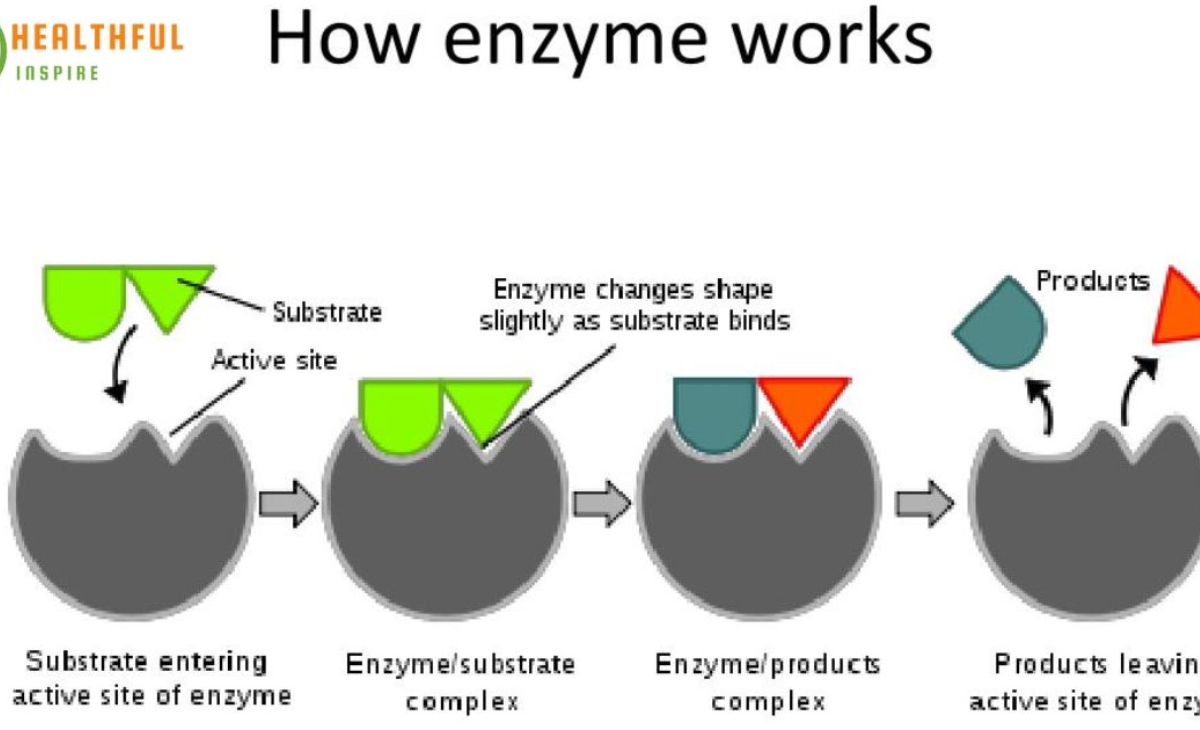 Protein's Contribution to Enzyme Production
