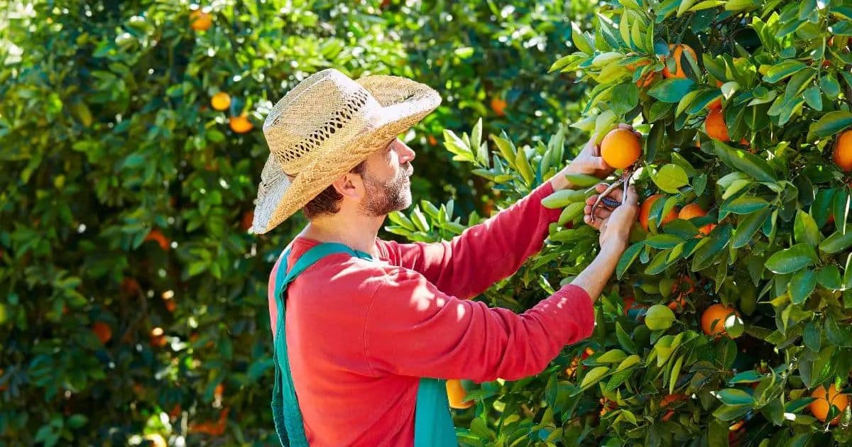 Harvesting Techniques for Oranges