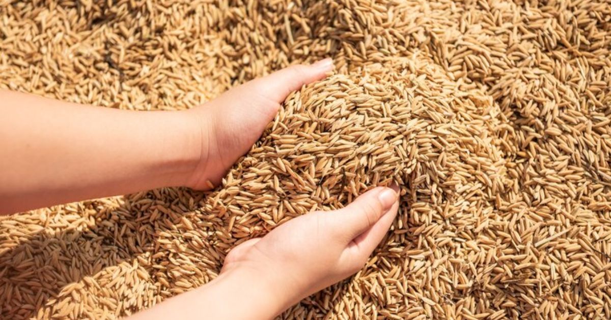 Rice Grain Cultivation Methods