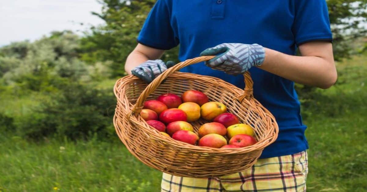 Sustainable Farming Practices for Apples